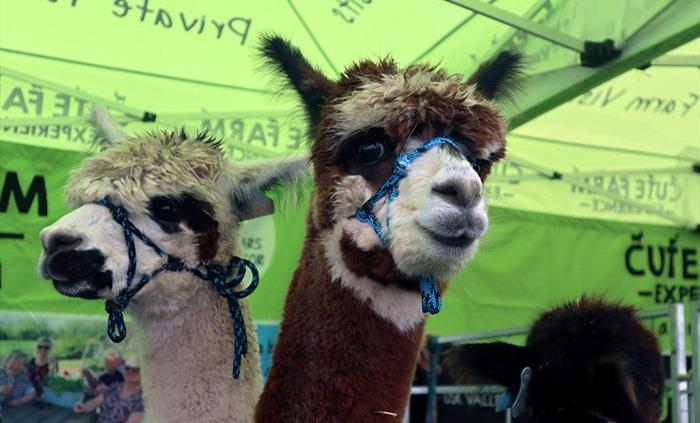 Friendly Alpacas at Usk Show